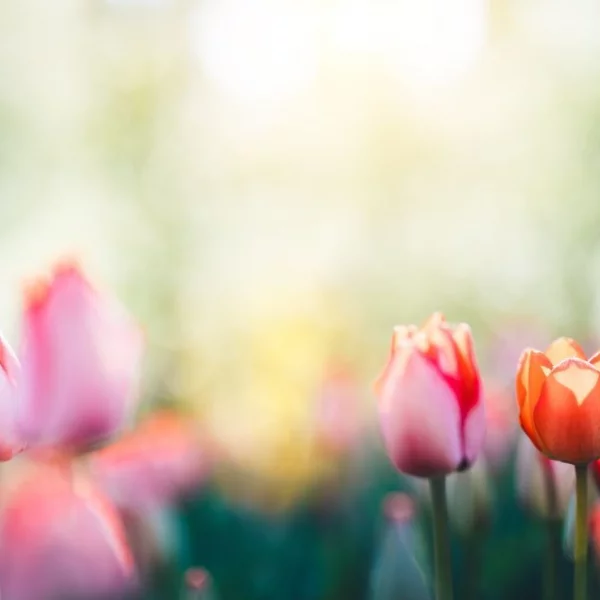 Grundstück ca. 580 m² - Haus ca. 142 m² - 01157 DD - "Rasch sein - Vorteil sichern"**